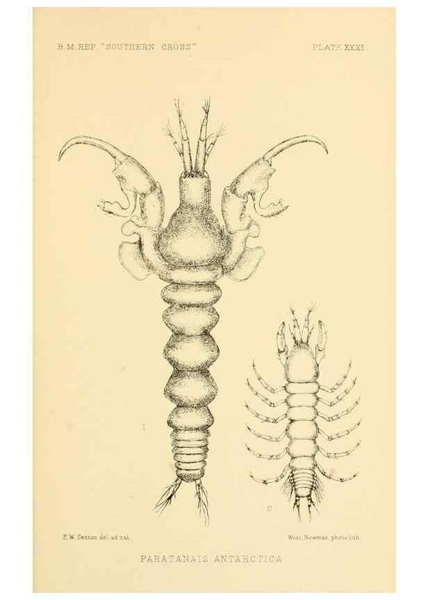 Reproducción/Reproduction 8596935607: Report on the collections of natural history made in the Antarctic regions during the voyage of the ""Southern Cross."". London :Printed by order of the Trustees,1902.