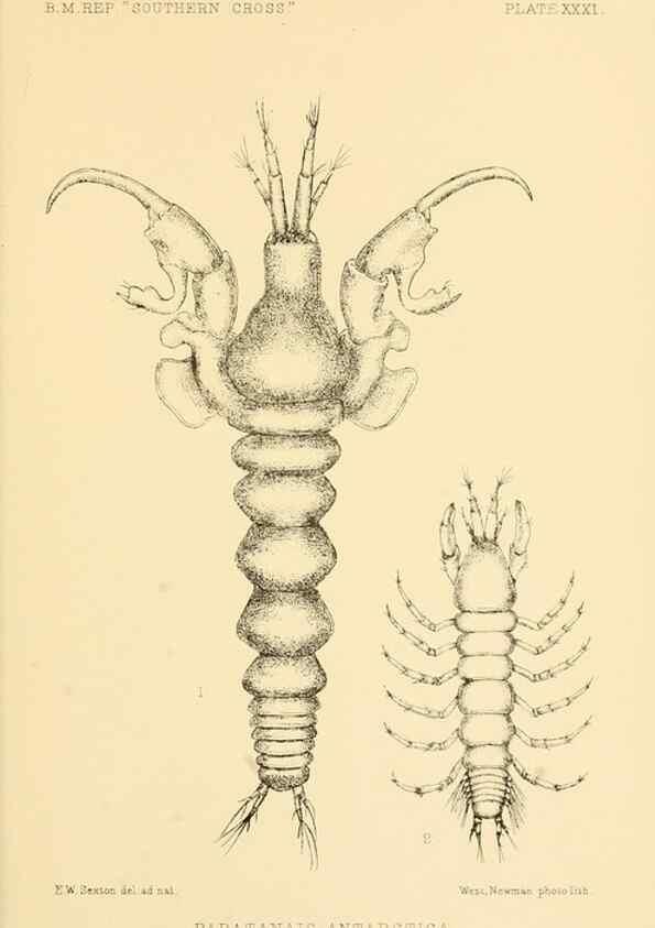 Reproducción/Reproduction 8596935607: Report on the collections of natural history made in the Antarctic regions during the voyage of the ""Southern Cross."". London :Printed by order of the Trustees,1902.