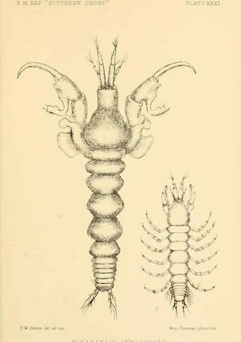 Reproducción/Reproduction 8596935607: Report on the collections of natural history made in the Antarctic regions during the voyage of the ""Southern Cross."". London :Printed by order of the Trustees,1902.