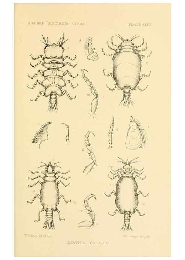 Reproducción/Reproduction 8598039810: Report on the collections of natural history made in the Antarctic regions during the voyage of the ""Southern Cross."". London :Printed by order of the Trustees,1902.