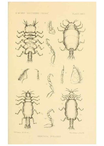 Reproducción/Reproduction 8598039810: Report on the collections of natural history made in the Antarctic regions during the voyage of the ""Southern Cross."". London :Printed by order of the Trustees,1902.