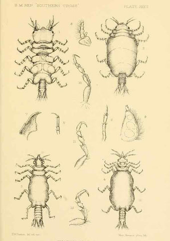 Reproducción/Reproduction 8598039810: Report on the collections of natural history made in the Antarctic regions during the voyage of the ""Southern Cross."". London :Printed by order of the Trustees,1902.