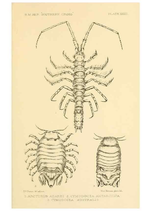Reproducción/Reproduction 8596936513: Report on the collections of natural history made in the Antarctic regions during the voyage of the ""Southern Cross."". London :Printed by order of the Trustees,1902.