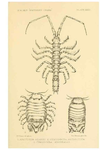 Reproducción/Reproduction 8596936513: Report on the collections of natural history made in the Antarctic regions during the voyage of the ""Southern Cross."". London :Printed by order of the Trustees,1902.
