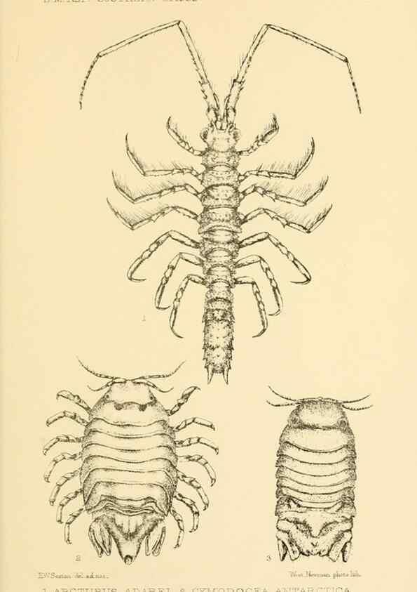Reproducción/Reproduction 8596936513: Report on the collections of natural history made in the Antarctic regions during the voyage of the ""Southern Cross."". London :Printed by order of the Trustees,1902.