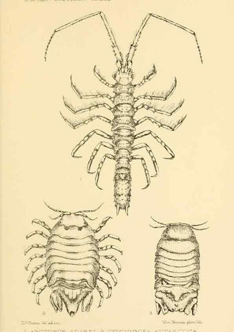 Reproducción/Reproduction 8596936513: Report on the collections of natural history made in the Antarctic regions during the voyage of the ""Southern Cross."". London :Printed by order of the Trustees,1902.
