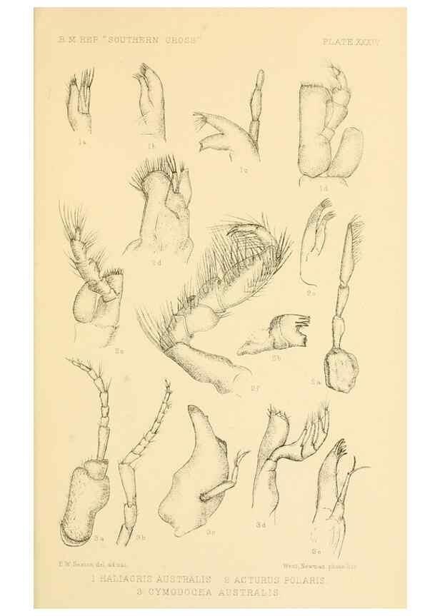 Reproducción/Reproduction 8598040632: Report on the collections of natural history made in the Antarctic regions during the voyage of the ""Southern Cross."". London :Printed by order of the Trustees,1902.