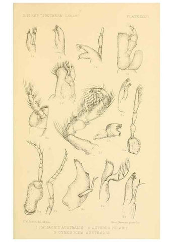 Reproducción/Reproduction 8598040632: Report on the collections of natural history made in the Antarctic regions during the voyage of the ""Southern Cross."". London :Printed by order of the Trustees,1902.