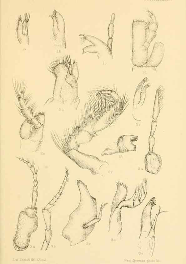 Reproducción/Reproduction 8598040632: Report on the collections of natural history made in the Antarctic regions during the voyage of the ""Southern Cross."". London :Printed by order of the Trustees,1902.