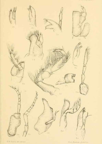 Reproducción/Reproduction 8598040632: Report on the collections of natural history made in the Antarctic regions during the voyage of the ""Southern Cross."". London :Printed by order of the Trustees,1902.
