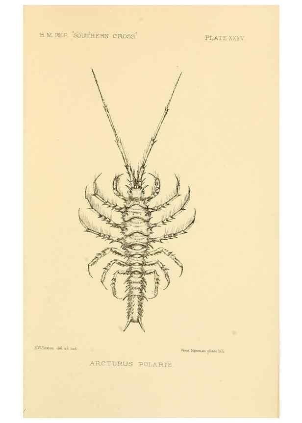 Reproducción/Reproduction 8598041038: Report on the collections of natural history made in the Antarctic regions during the voyage of the ""Southern Cross."". London :Printed by order of the Trustees,1902.