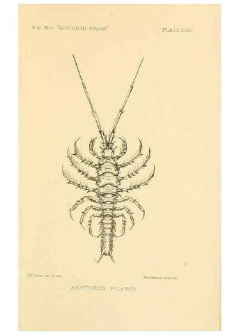 Reproducción/Reproduction 8598041038: Report on the collections of natural history made in the Antarctic regions during the voyage of the ""Southern Cross."". London :Printed by order of the Trustees,1902.