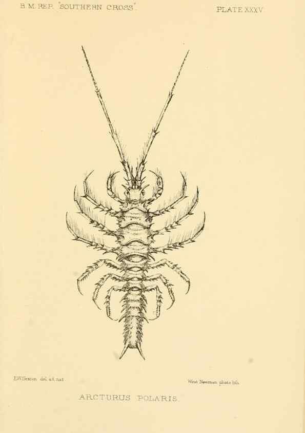Reproducción/Reproduction 8598041038: Report on the collections of natural history made in the Antarctic regions during the voyage of the ""Southern Cross."". London :Printed by order of the Trustees,1902.
