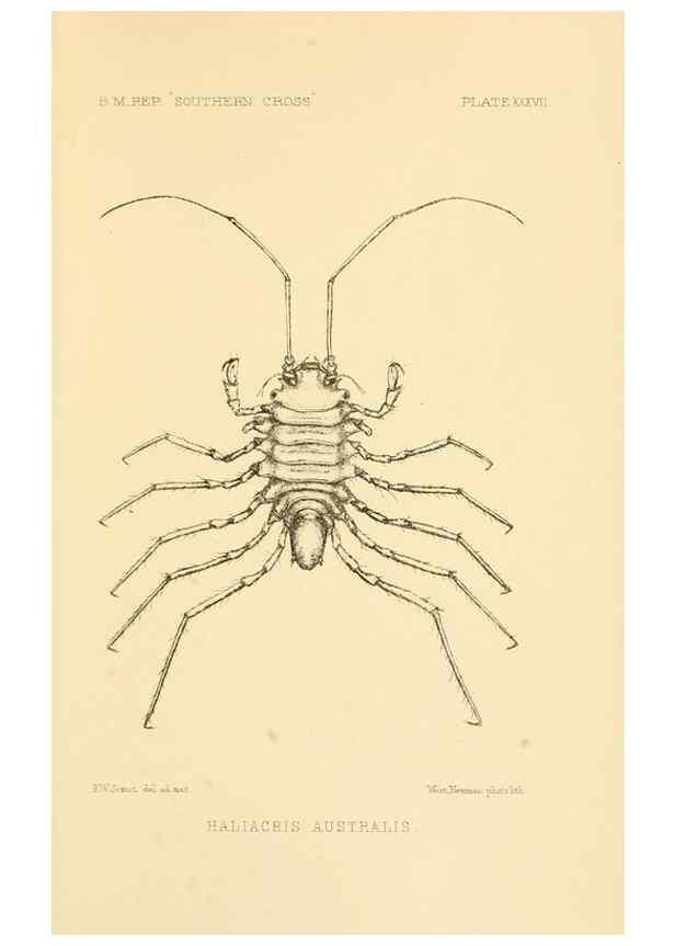 Reproducción/Reproduction 8598041744: Report on the collections of natural history made in the Antarctic regions during the voyage of the ""Southern Cross."". London :Printed by order of the Trustees,1902.