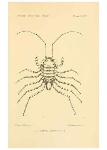 Reproducción/Reproduction 8598041744: Report on the collections of natural history made in the Antarctic regions during the voyage of the ""Southern Cross."". London :Printed by order of the Trustees,1902.