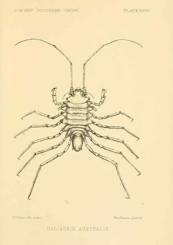 Reproducción/Reproduction 8598041744: Report on the collections of natural history made in the Antarctic regions during the voyage of the ""Southern Cross."". London :Printed by order of the Trustees,1902.