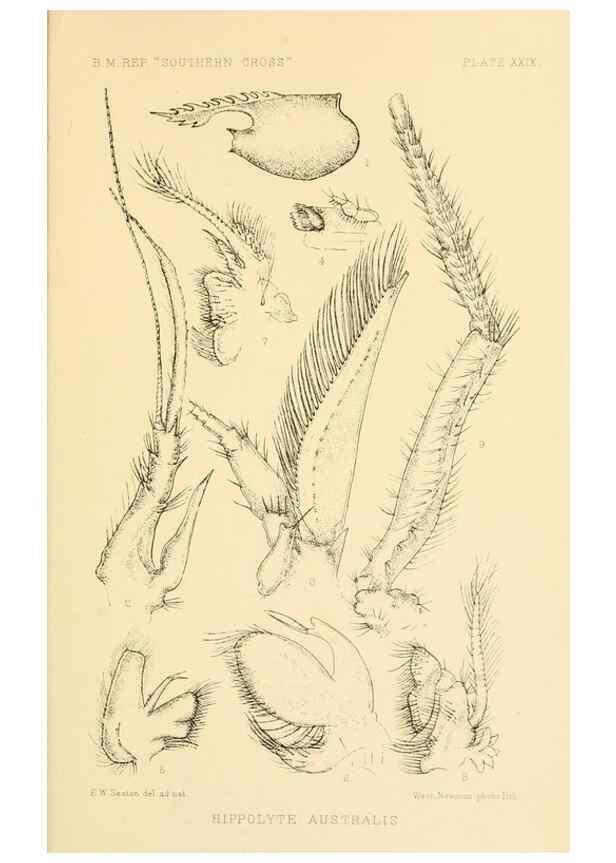 Reproducción/Reproduction 8596934787: Report on the collections of natural history made in the Antarctic regions during the voyage of the ""Southern Cross."". London :Printed by order of the Trustees,1902.