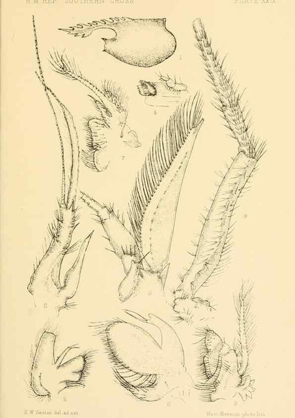 Reproducción/Reproduction 8596934787: Report on the collections of natural history made in the Antarctic regions during the voyage of the ""Southern Cross."". London :Printed by order of the Trustees,1902.