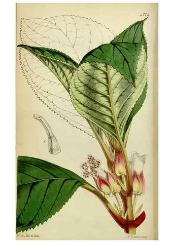 Reproducción/Reproduction 8600518486: Curtis's botanical magazine.. London ;New York [etc.] :Academic Press [etc.]
