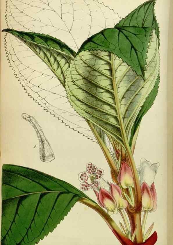 Reproducción/Reproduction 8600518486: Curtis's botanical magazine.. London ;New York [etc.] :Academic Press [etc.]