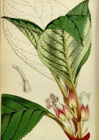 Reproducción/Reproduction 8600518486: Curtis's botanical magazine.. London ;New York [etc.] :Academic Press [etc.]
