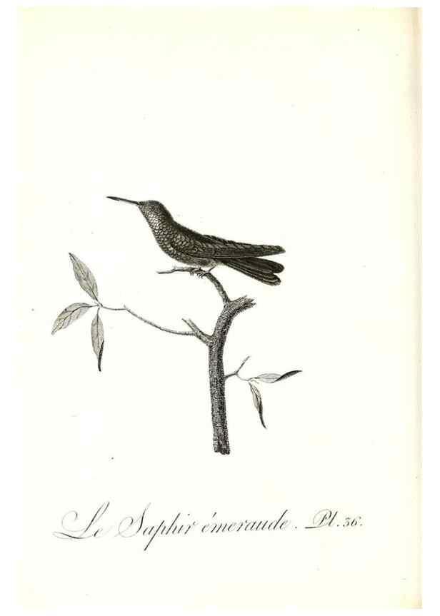Reproducción/Reproduction 8597946964: Histoire naturelle et générale des colibris, oiseaux-mouches, jacamars et promerops /. A Paris,chez Desray,an XI=1802.