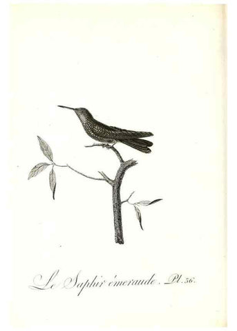 Reproducción/Reproduction 8597946964: Histoire naturelle et générale des colibris, oiseaux-mouches, jacamars et promerops /. A Paris,chez Desray,an XI=1802.