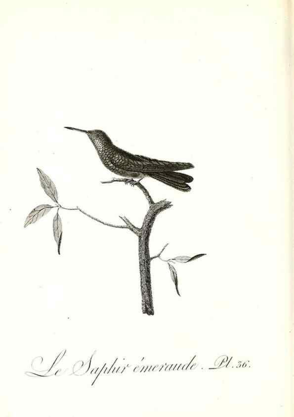 Reproducción/Reproduction 8597946964: Histoire naturelle et générale des colibris, oiseaux-mouches, jacamars et promerops /. A Paris,chez Desray,an XI=1802.