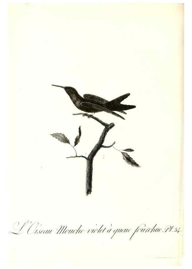 Reproducción/Reproduction 8597946524: Histoire naturelle et générale des colibris, oiseaux-mouches, jacamars et promerops /. A Paris,chez Desray,an XI=1802.