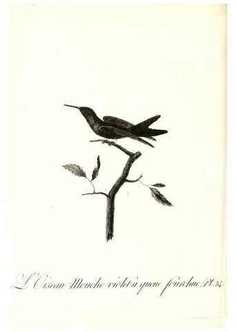 Reproducción/Reproduction 8597946524: Histoire naturelle et générale des colibris, oiseaux-mouches, jacamars et promerops /. A Paris,chez Desray,an XI=1802.