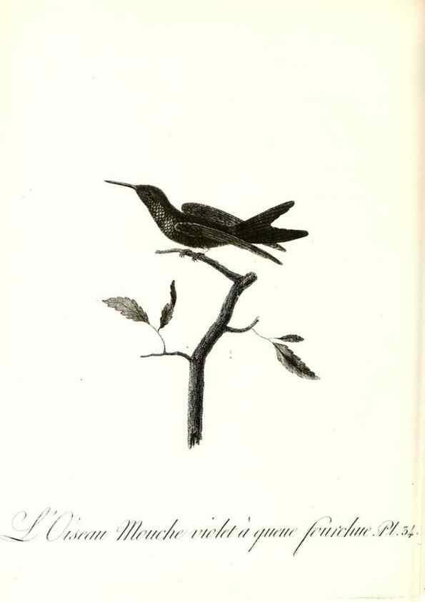 Reproducción/Reproduction 8597946524: Histoire naturelle et générale des colibris, oiseaux-mouches, jacamars et promerops /. A Paris,chez Desray,an XI=1802.