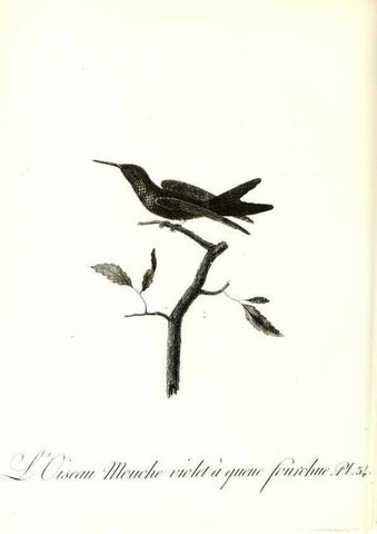 Reproducción/Reproduction 8597946524: Histoire naturelle et générale des colibris, oiseaux-mouches, jacamars et promerops /. A Paris,chez Desray,an XI=1802.