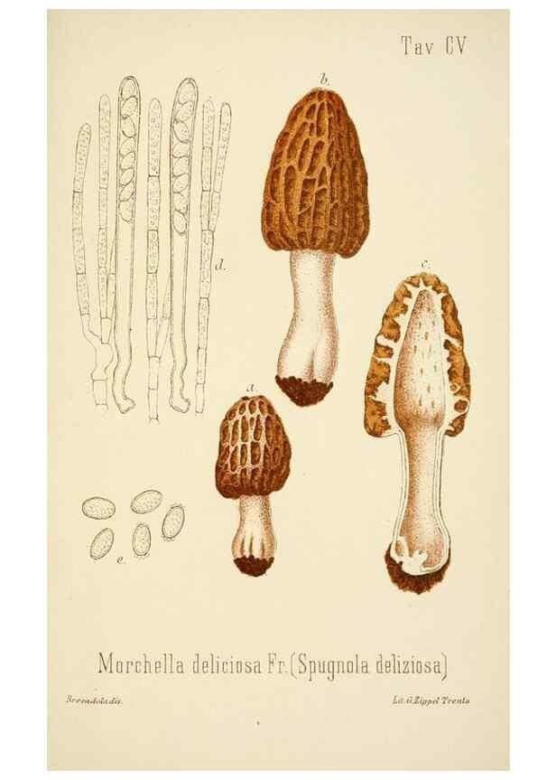 Reproducción/Reproduction 8574899246: I funghi mangerecci e velenosi dell'Europa media,. Trento,G. Zippel,1906.