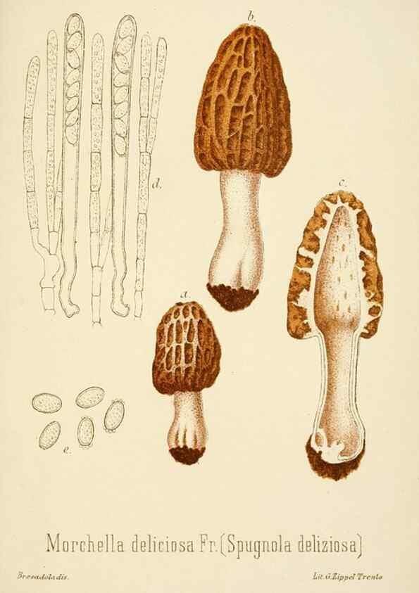 Reproducción/Reproduction 8574899246: I funghi mangerecci e velenosi dell'Europa media,. Trento,G. Zippel,1906.