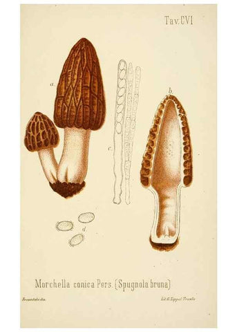 Reproducción/Reproduction 8574899494: I funghi mangerecci e velenosi dell'Europa media,. Trento,G. Zippel,1906.