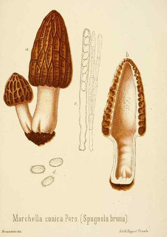 Reproducción/Reproduction 8574899494: I funghi mangerecci e velenosi dell'Europa media,. Trento,G. Zippel,1906.