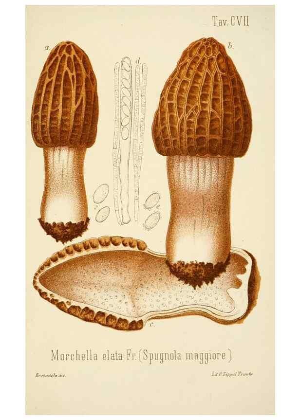 Reproducción/Reproduction 8574899784: I funghi mangerecci e velenosi dell'Europa media,. Trento,G. Zippel,1906.