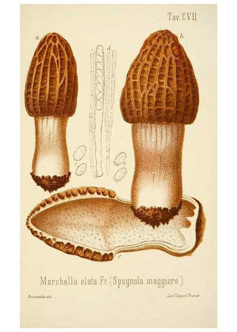 Reproducción/Reproduction 8574899784: I funghi mangerecci e velenosi dell'Europa media,. Trento,G. Zippel,1906.