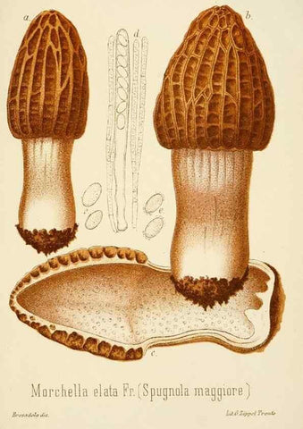 Reproducción/Reproduction 8574899784: I funghi mangerecci e velenosi dell'Europa media,. Trento,G. Zippel,1906.