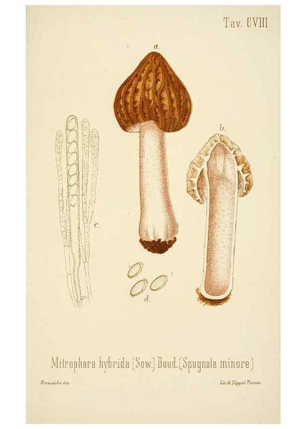 Reproducción/Reproduction 8574900012: I funghi mangerecci e velenosi dell'Europa media,. Trento,G. Zippel,1906.