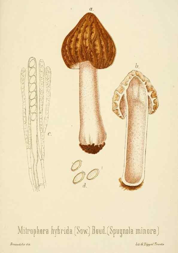 Reproducción/Reproduction 8574900012: I funghi mangerecci e velenosi dell'Europa media,. Trento,G. Zippel,1906.