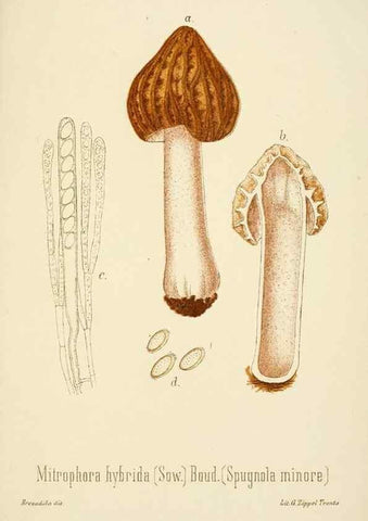 Reproducción/Reproduction 8574900012: I funghi mangerecci e velenosi dell'Europa media,. Trento,G. Zippel,1906.