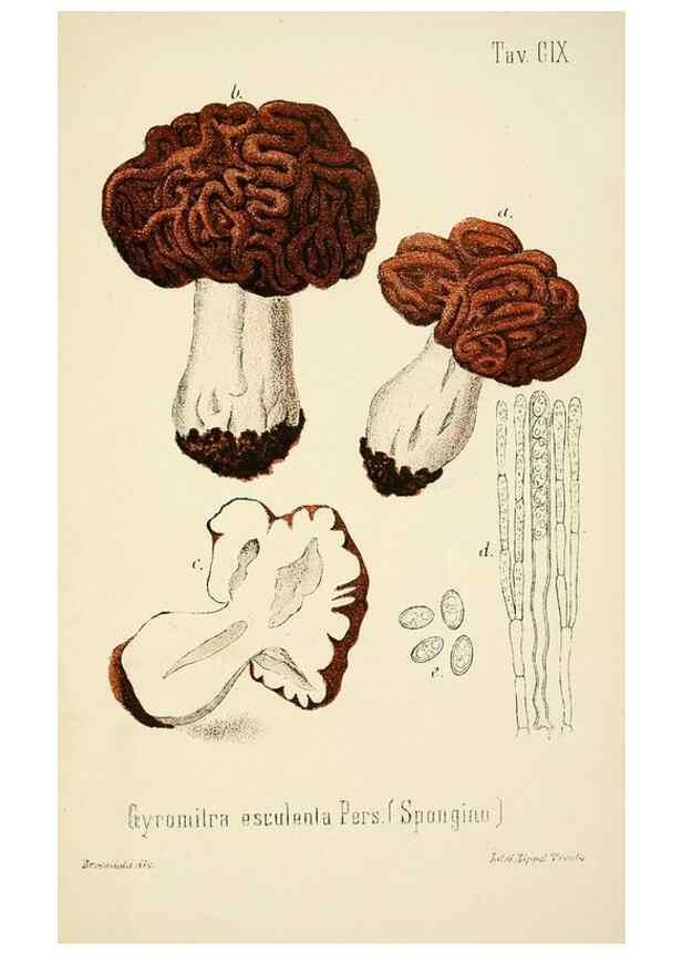 Reproducción/Reproduction 8574900416: I funghi mangerecci e velenosi dell'Europa media,. Trento,G. Zippel,1906.