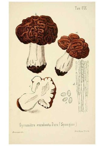 Reproducción/Reproduction 8574900416: I funghi mangerecci e velenosi dell'Europa media,. Trento,G. Zippel,1906.