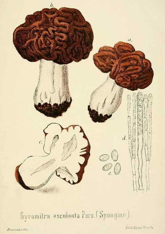 Reproducción/Reproduction 8574900416: I funghi mangerecci e velenosi dell'Europa media,. Trento,G. Zippel,1906.