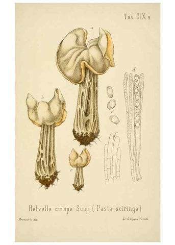 Reproducción/Reproduction 8573806999: I funghi mangerecci e velenosi dell'Europa media,. Trento,G. Zippel,1906.