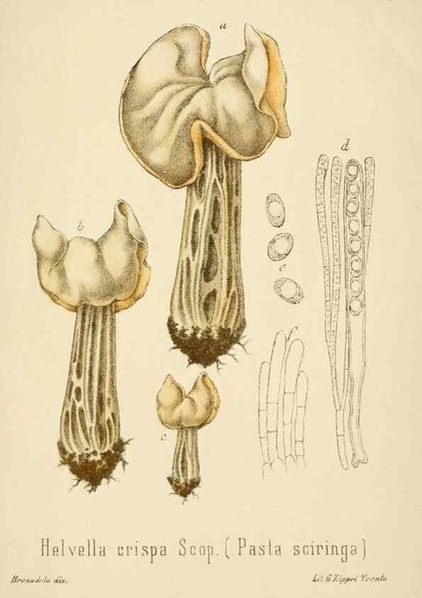 Reproducción/Reproduction 8573806999: I funghi mangerecci e velenosi dell'Europa media,. Trento,G. Zippel,1906.