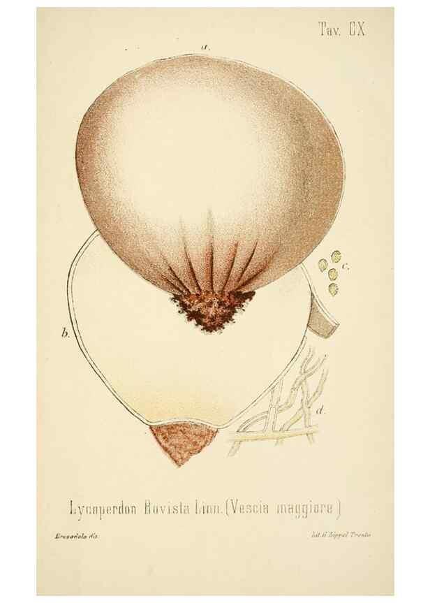 Reproducción/Reproduction 8574901056: I funghi mangerecci e velenosi dell'Europa media,. Trento,G. Zippel,1906.