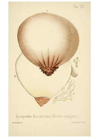 Reproducción/Reproduction 8574901056: I funghi mangerecci e velenosi dell'Europa media,. Trento,G. Zippel,1906.