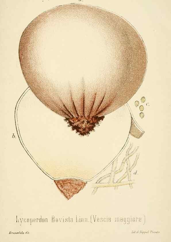 Reproducción/Reproduction 8574901056: I funghi mangerecci e velenosi dell'Europa media,. Trento,G. Zippel,1906.